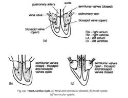 Heart, cardiac cycle