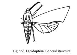 Lepidoptera