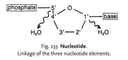 Nucleotide pair