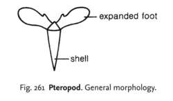 Pteropod