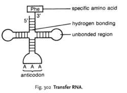 in messenger rna each codon specifies a particular