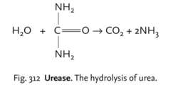 Urease