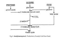 Acetylcoenzyme A