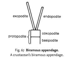 Biramous appendage | definition of biramous appendage by Medical dictionary