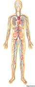 Circulatory system - definition of circulatory system by The Free