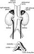 adrenal cortex definition