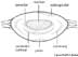Cataract definitions THDcatara.jpg