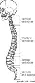 vertebral column - definition of vertebral column by The Free Dictionary