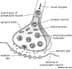 cholinergic synapse