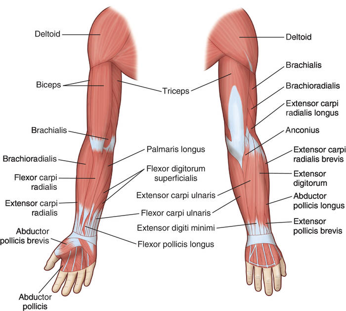 Muscles Of The Arm Serior Info