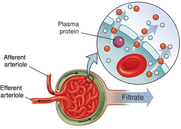 filtration in glomerulus