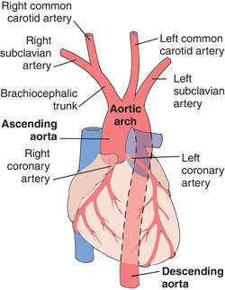 aortic arch meaning