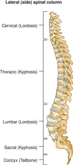 Vertebral Column: Vertebral Column Medical Definition