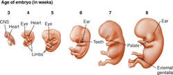 Pictures Of A Growing Human Embryo 48