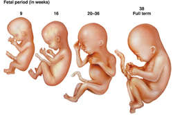 Prenatal development and birth essays