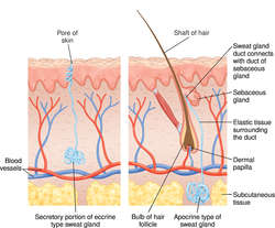 sweat gland tumours #11