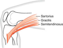 Pes anserinus | definition of pes anserinus by Medical dictionary