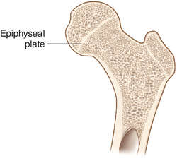 epiphyseal plate growth cartilage bone grow anatomy long period student group taller but specifically workouts halt turned exercise shoulder could