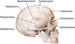 Skull | definition of skull by Medical dictionary