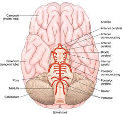 Anal definitions from dictionary com