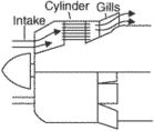 gills