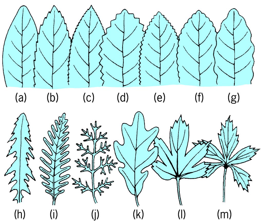 full-size-picture-leaf-margins-of-various-types-jpg