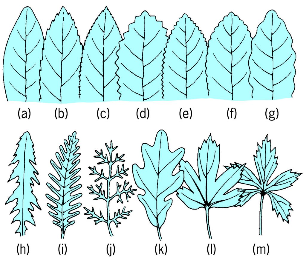 Full Size Picture Leaf margins of various types jpg