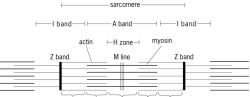Banding pattern of a sarcomere, showing arrangement of myosin and actin molecules