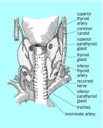 Common positions of human parathyroid glands on the posterior aspect of the thyroid