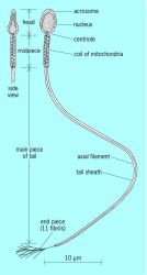 Diagram of a human spermatozoon, based on electron micrographs