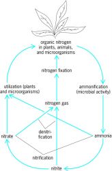 ammonification  reaction