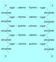 Diagram of the nucleic acid backbone, a repeating sugar-phosphate polymer chain with base side chains