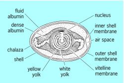 Egg Albumin Structure