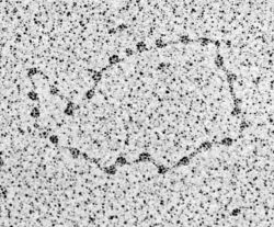 electron micrograph dna