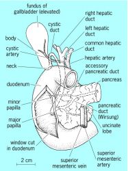 Bile Tract