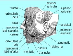Facial Muscles Actions