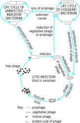 Life cycles of phage and bacterial host