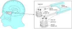 Description from Temporal Lobe Definition Of Temporal Lobe By The Free 