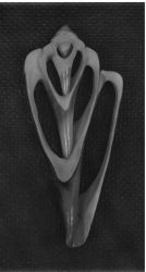 Longitudinal section ground through the shell of a specimen of Conus spurius to reveal the central columella and spiral of whorls expanding to the aperture