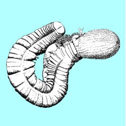 Nonretractile proboscis organ preceding prostomium in Artacama (Terebellidae)