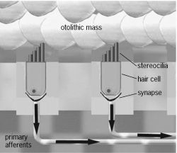 Otolithic macula at rest