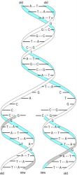 Replication of DNA: A = adenine, C = cytosine, G = guanine, and T = thymine