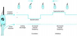 Schematic illustration of the excitation in hair cells