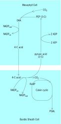 Schematic outline of the Hatch-Slack (C 4 ) carbon dioxide assimilation route in two cell types of a NADP-ME-type plant