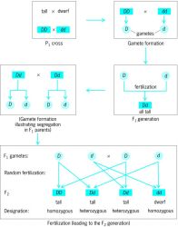 Schematic representation of a monohybrid cross