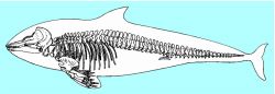 Skeleton of a porpoise, highly specialized for an aquatic life