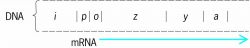 The lactose ( lac ) operon from Escherichia coli: z , y , and a are structural genes; i is the lac repressor gene; p is the promoter site; and o is the operator site