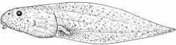 The tadpole, or larval, stage of the frog Rana pipiens