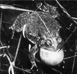 Toad of the genus Bufo giving mating call with vocal sac expanded