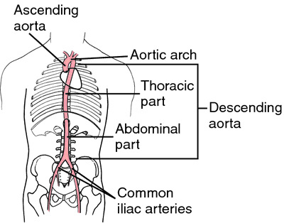 definition of aortic arch